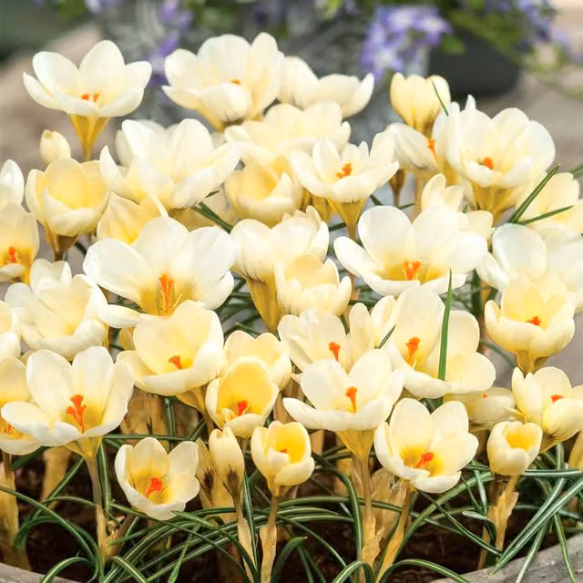 Marshalls Garden Crocus Bulbs Cream Beauty in Yellow and White