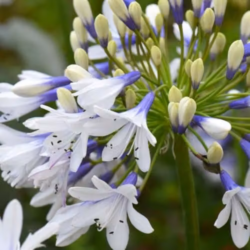 Thompson & Morgan Agapanthus Twister African Blue Lily Hardy Perennial, 3.6 Litre Potted Plant, Blue and White