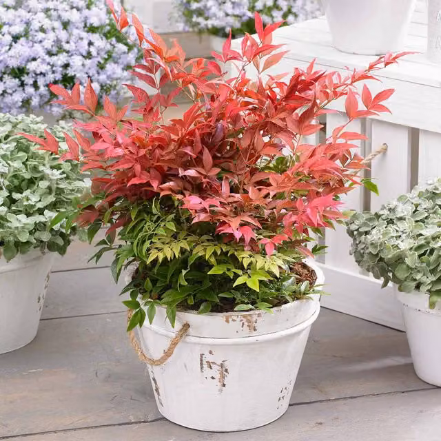Marshalls Garden Nandina domestica Obsessed Ornamental Shrub in Red, Green and White
