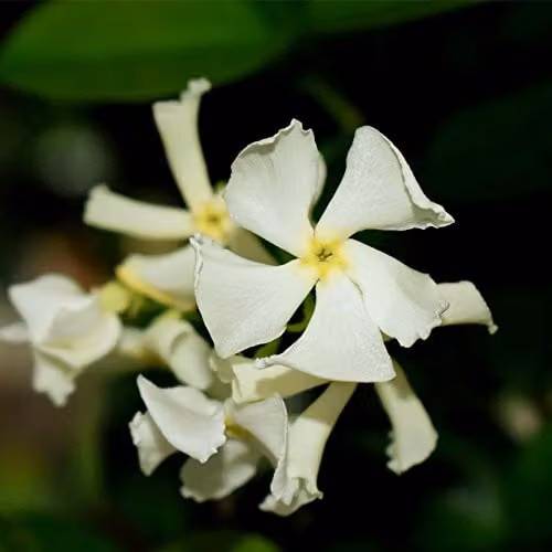 Thompson & Morgan Trachelospermum Jasminoides Star Jasmine Evergreen Climbing Shrub with Fragrant White Summer Flowers, 2 x 2L Pots – 1