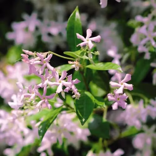 Thompson & Morgan Trachelospermum Pink Showers Compact Climber with Candy-Pink Star Jasmine Flowers, 1x 9cm Potted Plant – 2