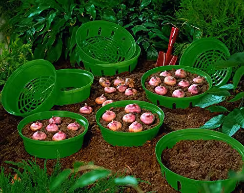 Thompson and Morgan Set of 3 Green Plastic Bulb Planting Baskets for Crocus, Snowdrops, Tulips and Daffodils