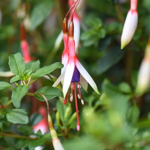 Thompson and Morgan Fuchsia magellanica Arauco Hardy Tri-Colour Flowering Ornamental Shrub with Red, White and Purple Blooms, 2 Litre Pot – 1