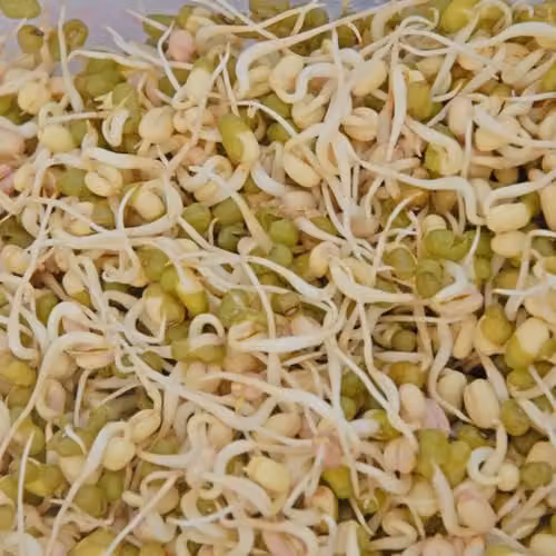 Thompson & Morgan Mung Bean Sprouting Seeds, Green, 1 Packet