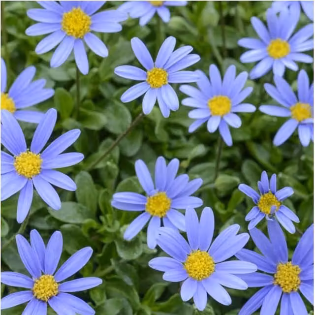 Plants By Post Felicia Blue Daisy Ornamental Shrubs in 3 x 9cm Pots, Blue and Yellow