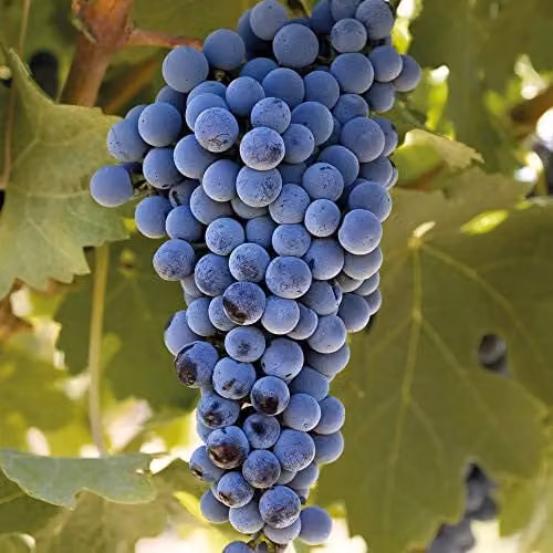 Thompson & Morgan Cabernet Sauvignon Grape Vine in a 3 Litre Pot