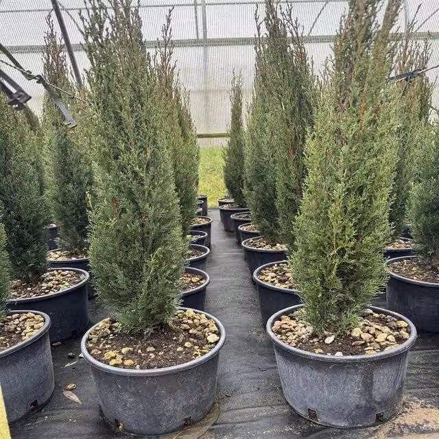 Direct Plants Italian Cypress Tree Cupressus Sempervirens, Green, 5 L Pot