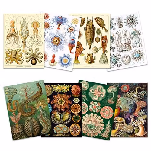 Artery8 Ernst Haeckel Kunstformen Der Natur Vintage Sea Life Biology Art Print Poster Pack of 8, Multicolour – 1