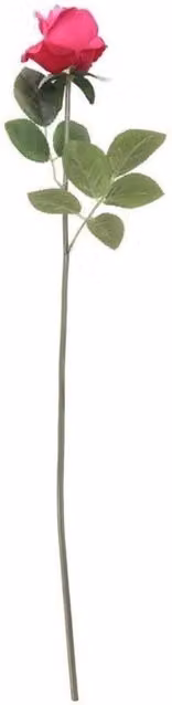 KDMD Arundel Rose Bud Fuchsia Pink 6 Pack