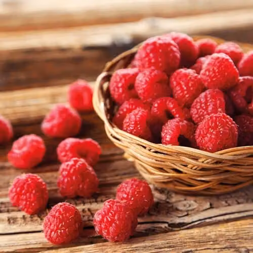 Thompson and Morgan Raspberry Autumn Bliss Red Berries with 12 Canes, 4 Large Patio Pots and Saucers – 3