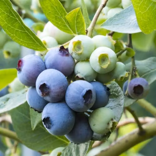 Thompson and Morgan Organic Blueberry Patriot Potted Plant, 1.7 ltr