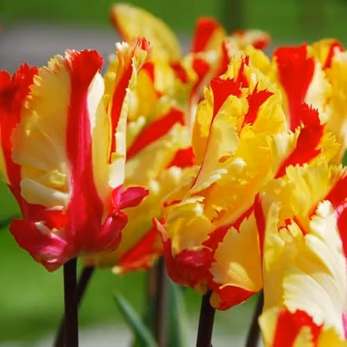 Thompson & Morgan Tulip Flaming Parrot Bulbs, Yellow and Scarlet Red Fringed Blooms, 16 Bulbs – 2