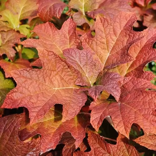 Thompson & Morgan Hydrangea quercifolia Jetstream Ornamental Shrub with White and Pink Flowers, 25 Litre Pot
