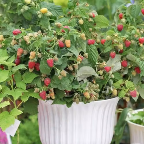 Thompson & Morgan Raspberry Little Sweet Sister Early-Fruiting Autumn Raspberry, 2 x 13cm Potted Plants – 1