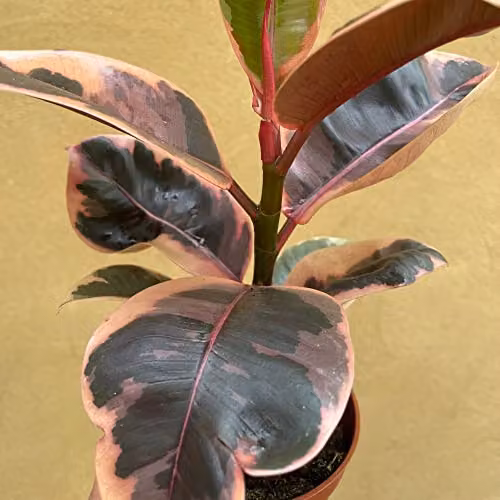 Thompson and Morgan Ficus elastica Belize Variegated Rubber Plant, Potted 12cm Indoor Plant with Green and Pink Foliage