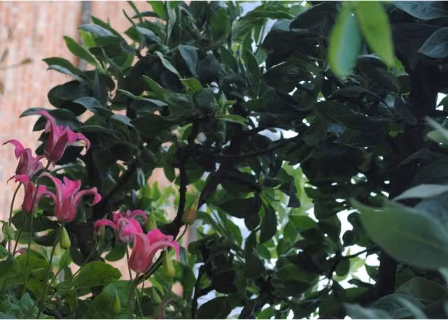 Plants By Post Clematis texensis Princess of Wales Soft Pink Climbing Perennial