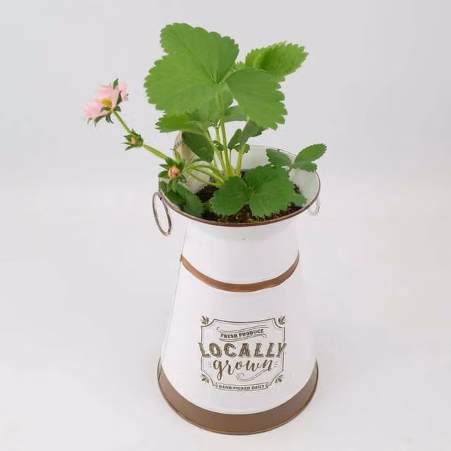 Plants By Post Strawberry Fruit Plant in a Rustic Metal Jug Planter, Pink, Red and White Flowers