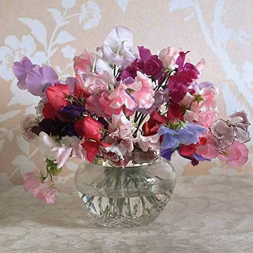 Thompson & Morgan Sweet Dreams Sweet Pea Multicolour Flower Seeds – 2