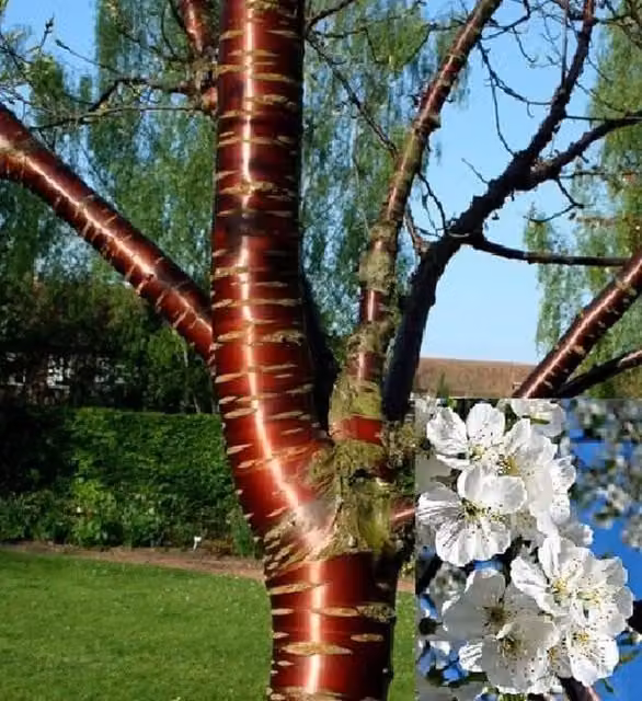 Directplants Prunus Tibetica Birch Bark Cherry Tree, 183 cm Tall, in a 12 Litre Pot