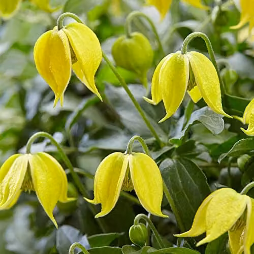YouGarden Clematis tangutica Little Lemons Climber, 3 x 7cm Pots, Yellow and Green – 1