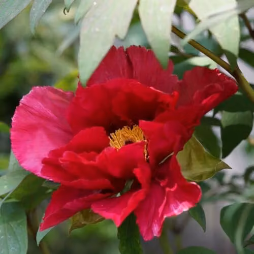 Thompson & Morgan Peony Scarlet Heaven Hardy Perennial, Red, 3.6 Litre Pot