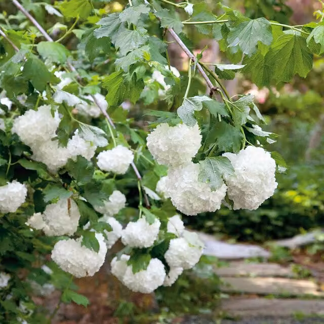 Marshalls Garden Viburnum opulus Roseum Sterile Ornamental Shrub, White and Purple