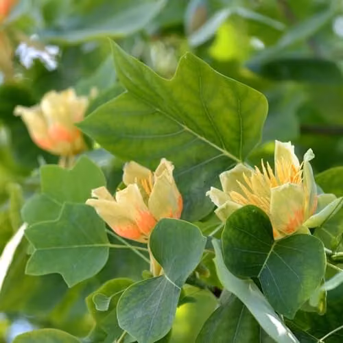 Thompson and Morgan Liriodendron Tulipifera Ornamental Garden Tree, 2 x 9cm Potted Plants