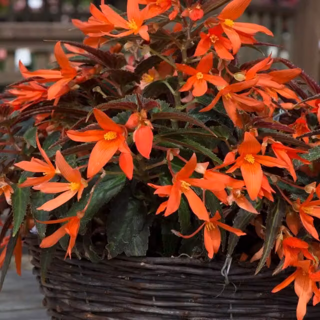 Thompson and Morgan Begonia Bossa Nova Night Fever Papaya Garden Ready Bedding Plants, Orange, Pack of 15