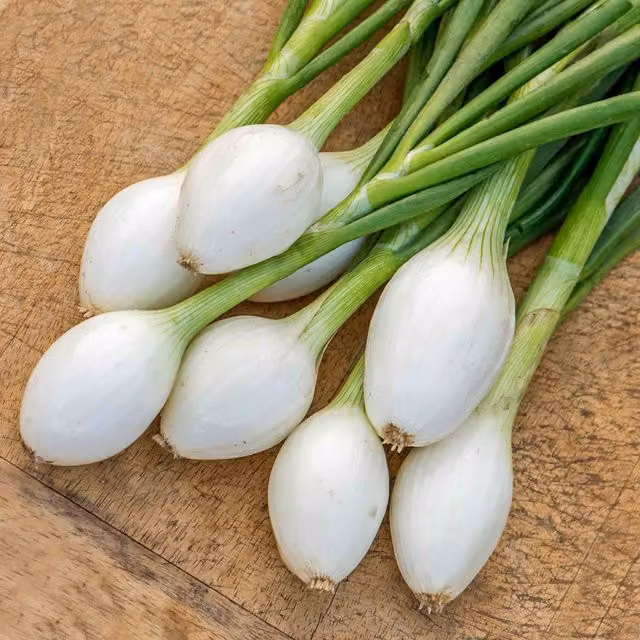 Marshalls Garden White Star Onion Seeds