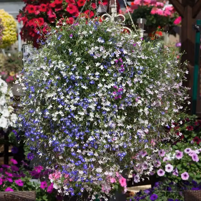Marshalls Garden Multicolour Lobelia Bedding Plant for Hanging Baskets and Ornamental Gardens
