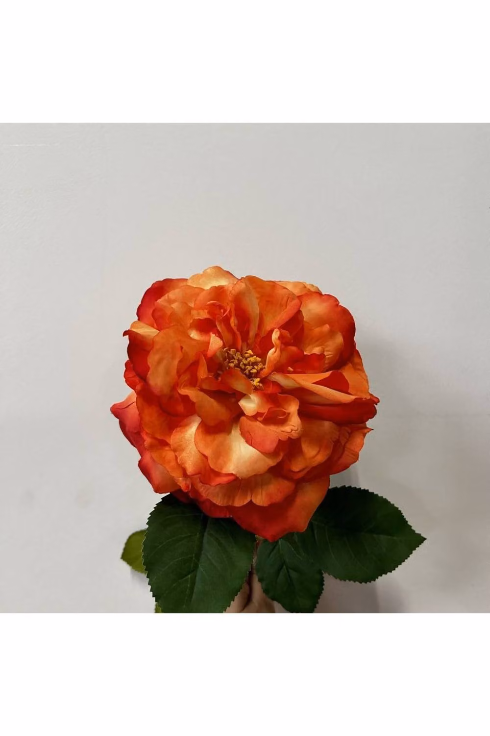 KDMD Balmoral Wild Rose in Orange, 2 Pack, 65 cm – 2