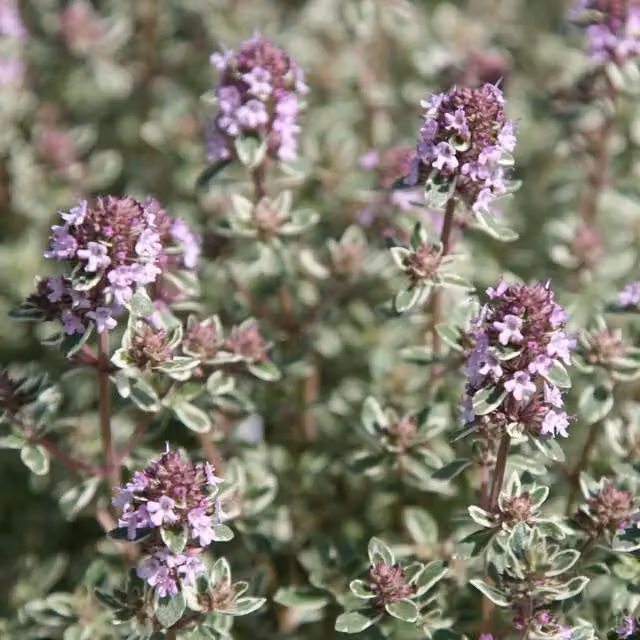 Set of 3 Primrose Thyme Herb Garden Plants in 9cm Pots with Purple Flowers
