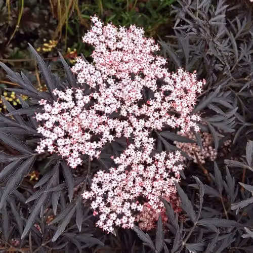 YouGarden Sambucus nigra Black Lace Ornamental Shrub in 2-3L Pot – 3