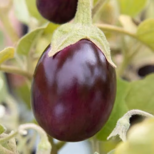 Thompson & Morgan Aubergine Baby Black Jack F1 Seeds, Compact Spineless Mini Purple Aubergine, 8 Seeds per Packet