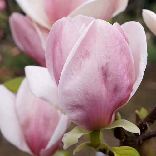 YouGarden Magnolia Soulangiana Ornamental Shrub in 9cm Pot, Pink and White Flowers – 5