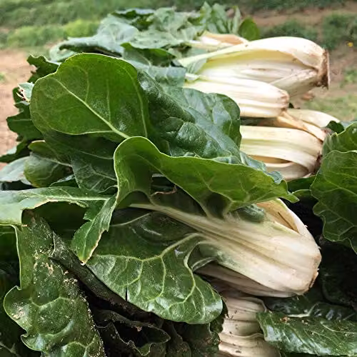 Thompson and Morgan Swiss Chard Fordhook Giant Vegetable Seeds, 300 Seeds – 3