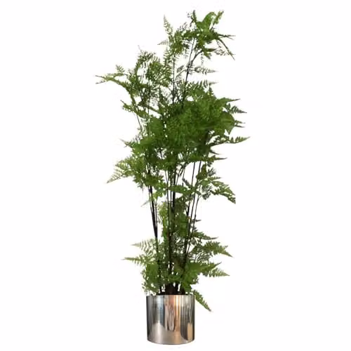 Leaf Design UK Large Artificial Moss Fern Plant in a Silver Metal Pot, Green, H 150 cm x W 60 cm x D 60 cm