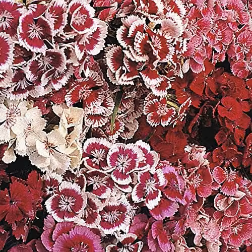 Thompson and Morgan Sweet William Barbatus Indian Carpet Mixed Multicolour Flower Seeds, 400 Seeds – 1
