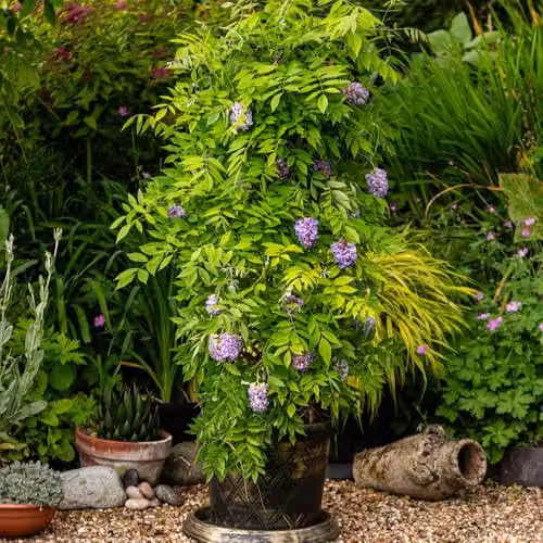Thompson and Morgan Wisteria frutescens Amethyst Falls Compact Hardy Climbing Shrub with Purple Blue Flowers, 9cm Pot