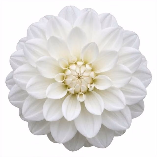 Plants by Post White Dahlegria Perennial Dahlia Plant, 3L