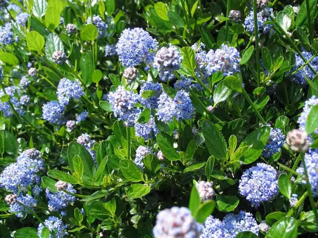 Direct Plants Ceanothus Victoria Californian Lilac Ornamental Shrub, Blue, 5 Litre Pot