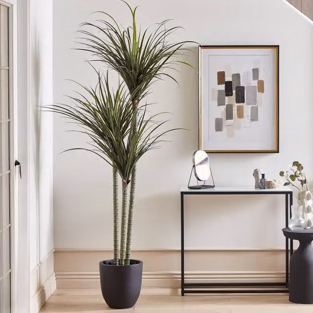 Wyld and Coco Luxe Dracaena Artificial Plant in Green Pot, Height: 198 cm