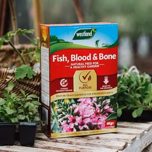 Westland Fish Blood and Bone All Purpose Plant Food, Organic Slow Release Plant Tonic, 4 kg – 5