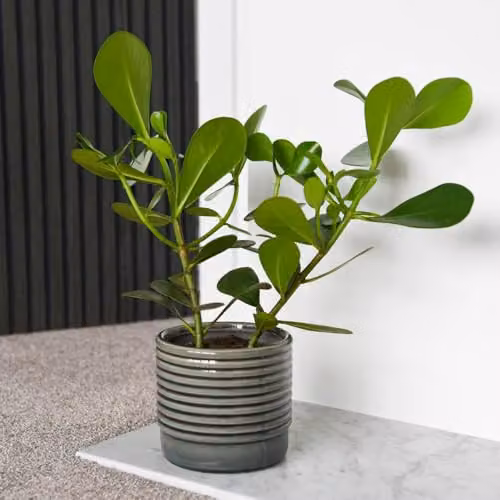 Thompson and Morgan Clusia rosea Princess Autograph Tree Indoor Tropical Foliage Plant, Green, 12cm Potted Plant