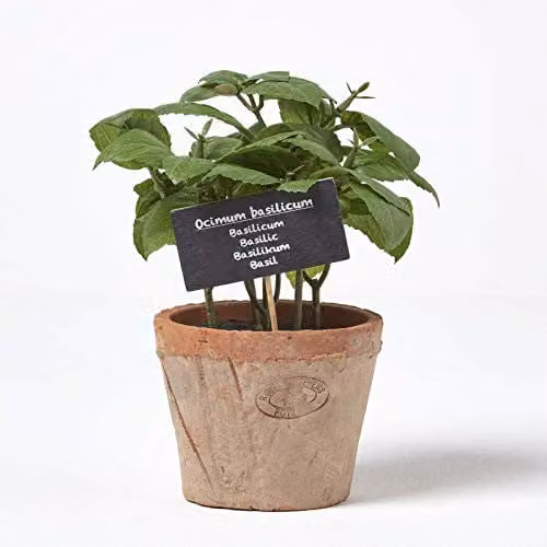 HOMESCAPES Artificial Green Basil Plant in a Green and Terracotta Ceramic Shabby Chic Pot, Height: 15 cm – 1