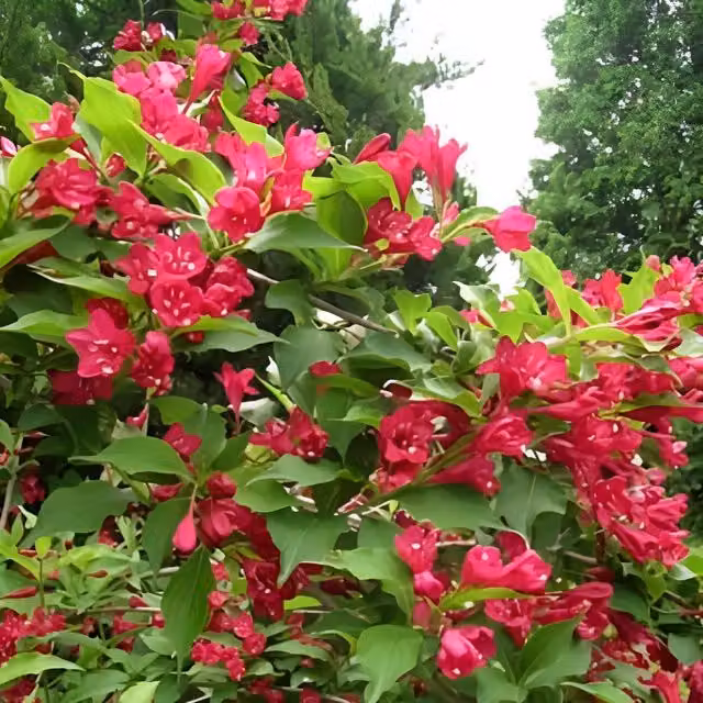 Direct Plants Weigela Bristol Ruby Red Ornamental Garden Shrub