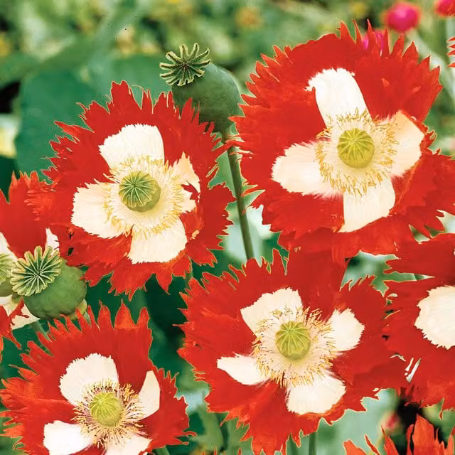 Unwins Victoria Cross Red Poppy Flower Seeds
