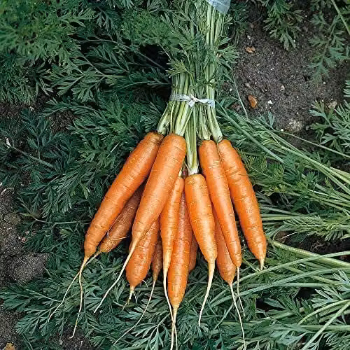 Thompson and Morgan Nantes 2 Carrot Seeds, Early Maturing Orange Vegetable Garden Seeds, 1000 Seeds