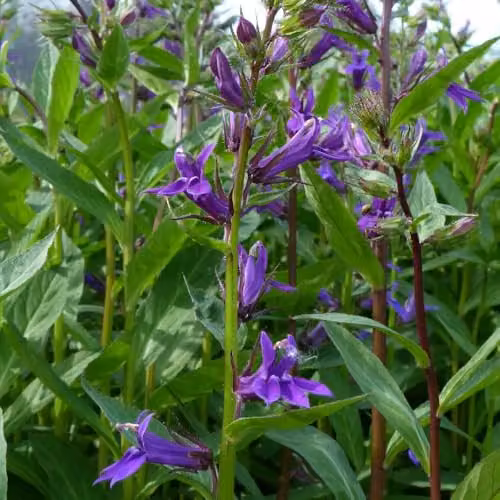 Thompson and Morgan Lobelia Vedrariensis Cardinal Flower, Deep Violet Perennial Plant, 3 x 1 Litre Pots – 2