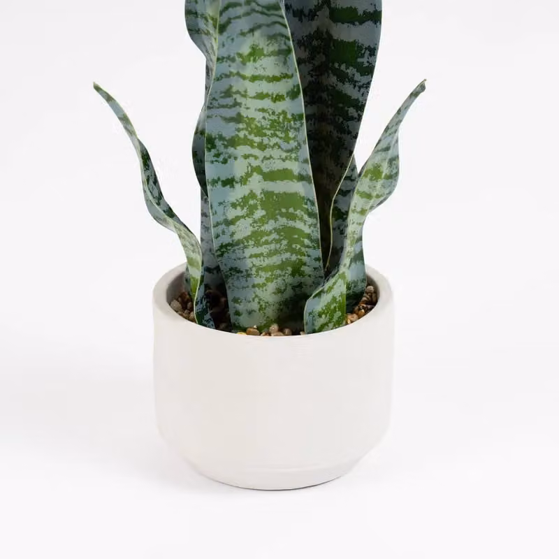Scottish Everlastings Ltd Green Sansevieria Plant in a Round Concrete Pot, Height: 48 cm – 2